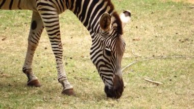 Hayvanat bahçesinde ot yiyen şirin zebranın görüntüleri.