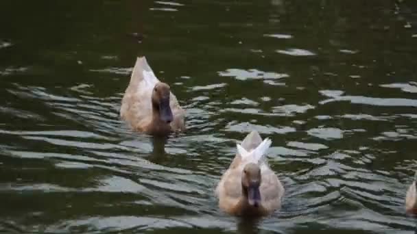 Images Canards Nageant Bronzant Dans Étang — Video