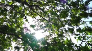 Güneş ışınlarının ağaçların yapraklarından geçişini gösteren görüntüler.