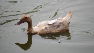 Ördek gölette yüzüyor, yiyecek arıyor.