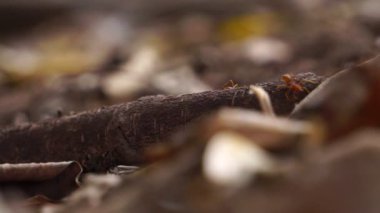 Kurumuş yapraklar ve karıncalarla orman zeminine yakın.