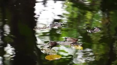 Düşen yapraklı su yüzeyi 