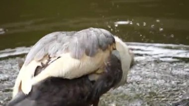 Dalda oturan ördeğin görüntüleri.