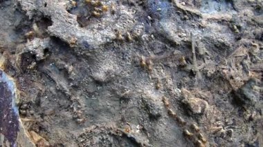 Vahşi hayattaki karıncaların görüntülerini kapat