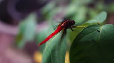 Yeşil yapraklı yusufçuk.