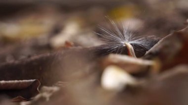 Kurumuş yapraklar ve karıncalarla orman zeminine yakın.