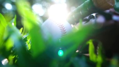 Baseballs, baseball gloves resting on the lawn with the warm light of the setting sun