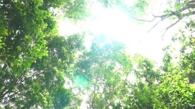 Nature background, a beautiful sun shines through the green leaves footage slow motion