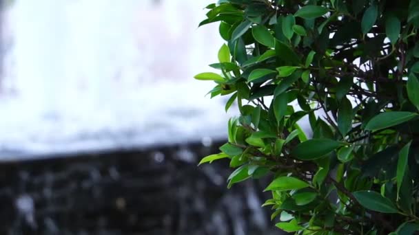 Cascade Avec Beauté Des Images Nature — Video