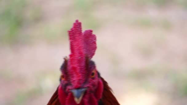 Closeup Footage Rooster Walking Yard — Stock Video