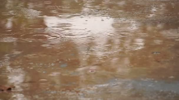 Rain Drops Falling Puddle — Stock Video