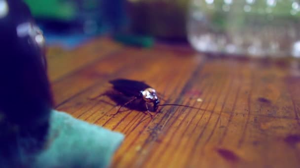 木地板上的蟑螂特写镜头探索这片土地 — 图库视频影像