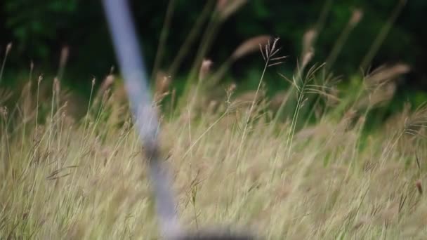 アジアの男は草原でゴルフをする — ストック動画