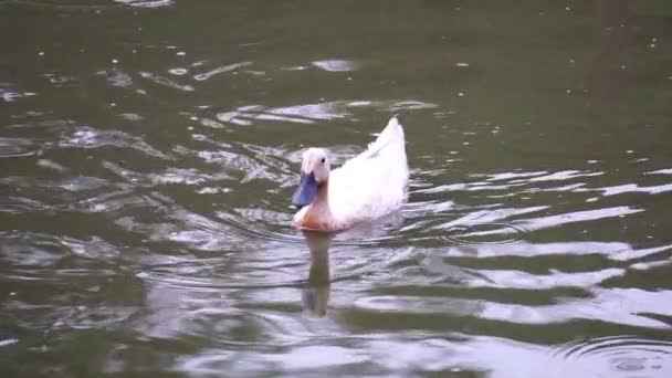 Canard Nageant Dans Étang Recherche Nourriture — Video