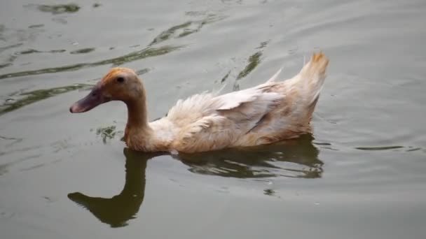 Duck Swimming Pond Searching Food — Stock Video