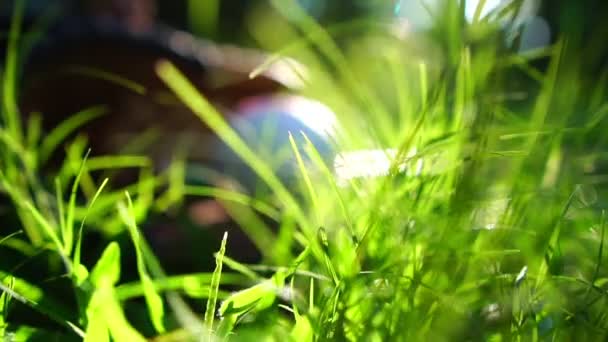 Honkballen Honkbalhandschoenen Die Rusten Het Gazon Met Het Warme Licht — Stockvideo