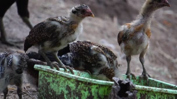 Footage Cute Chicks Feeding Backyard — Stock Video