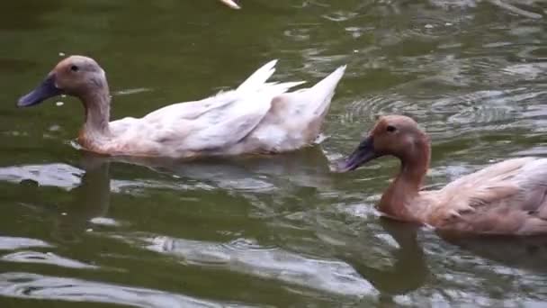 Kachny Plavání Rybníku Hledá Jídlo — Stock video