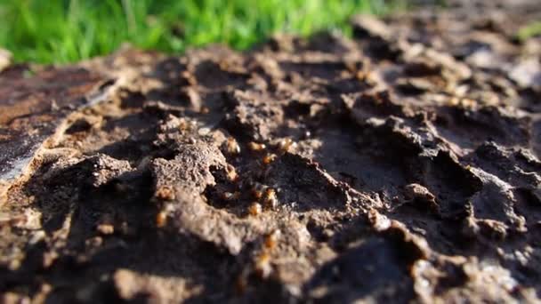 Close Beelden Van Mieren Het Wild — Stockvideo