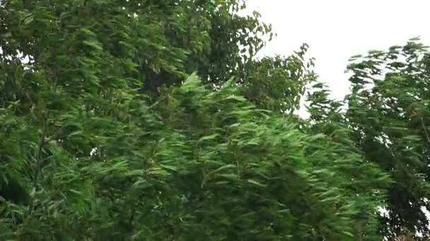 Groene Bomen Bladeren Bewegen Door Wind — Stockvideo