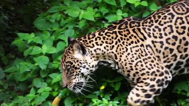 Filmagens Uma Onça Pintada Caminhando Pelo Aviário Zoológico — Vídeo de Stock