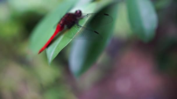 Libellula Foglie Verdi Filmati — Video Stock