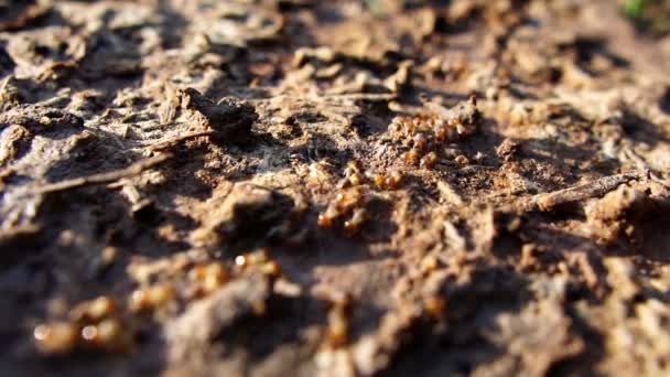 Close up footage of ants in wildlife