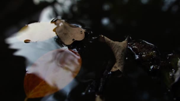 Superficie Agua Con Hojas Caídas — Vídeo de stock