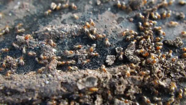 Vahşi Hayattaki Karıncaların Görüntülerini Kapat — Stok video