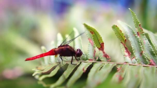 Libelle Auf Grünen Blättern — Stockvideo