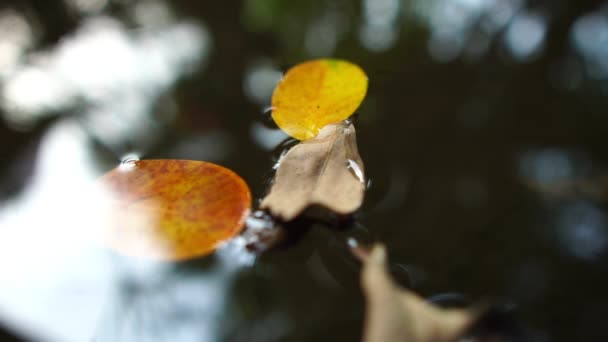 葉が落ちている水面 — ストック動画