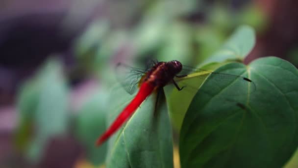 Libellule sur feuilles vertes