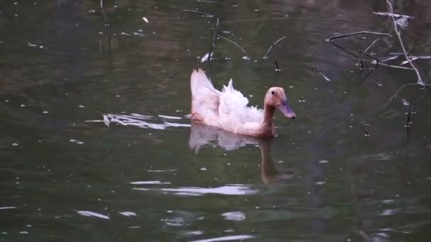 Canard Nageant Dans Étang Recherche Nourriture — Video