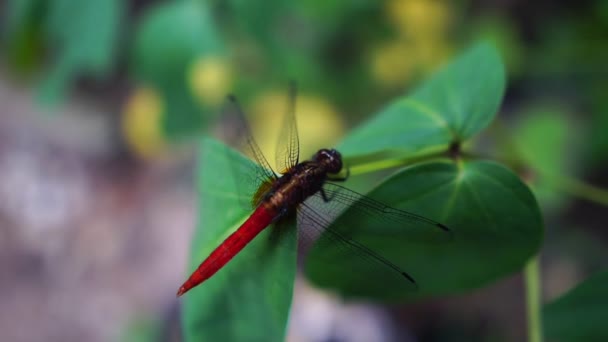 Dragonfly Green Leaves Footage — Stock Video