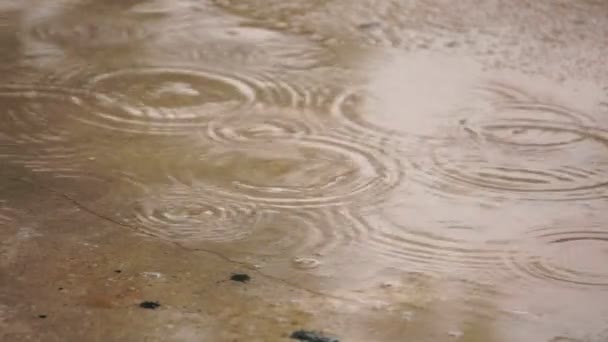 Gotas Chuva Caindo Poça — Vídeo de Stock