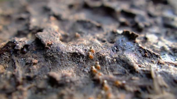 야생의 개미들의 모습을 클로즈업 — 비디오
