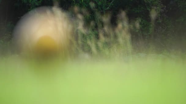 Närbild Bilder Guld Golfboll Grönt Gräs — Stockvideo