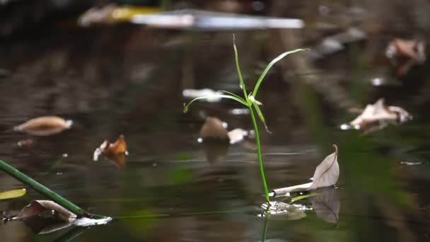 Wasseroberfläche Mit Abgefallenen Blättern — Stockvideo