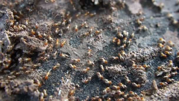 Primer Plano Imágenes Hormigas Vida Silvestre — Vídeos de Stock