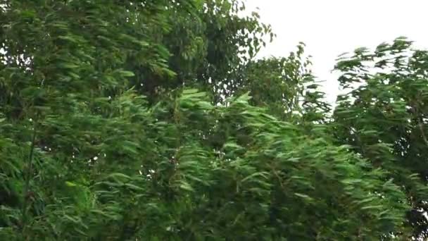 绿树的叶子随风飘荡 — 图库视频影像