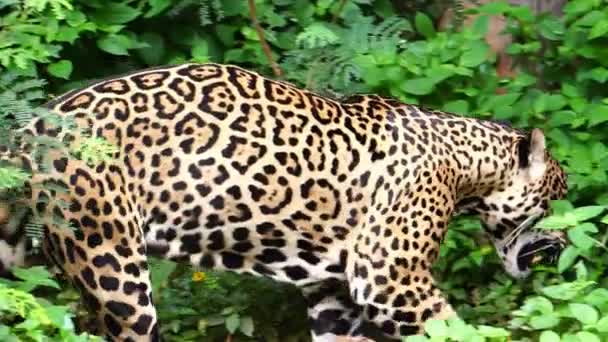 Beelden Van Een Jaguar Die Door Volière Dierentuin Loopt — Stockvideo