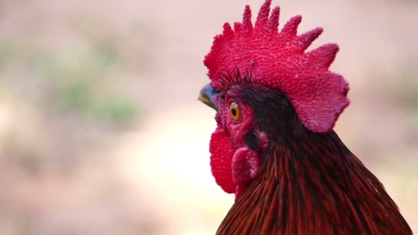 Primer Plano Imágenes Gallo Caminando Por Patio — Vídeo de stock