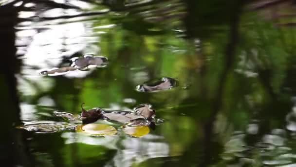 Wateroppervlak Met Gevallen Bladeren — Stockvideo