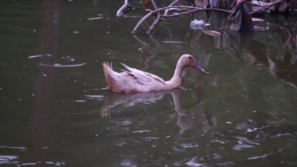 Canard Nageant Dans Étang Recherche Nourriture — Video