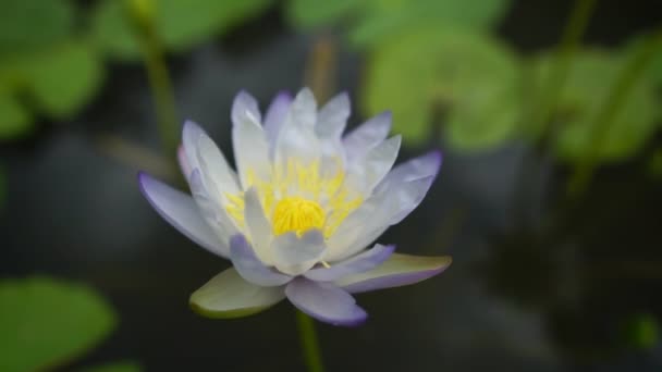 Närbild Med Skönheten Lotus Filmer Slow Motion — Stockvideo