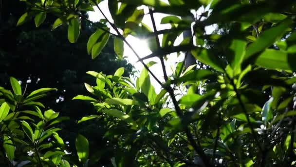 Nagranie Promieni Słonecznych Przechodzących Przez Liście Drzew — Wideo stockowe