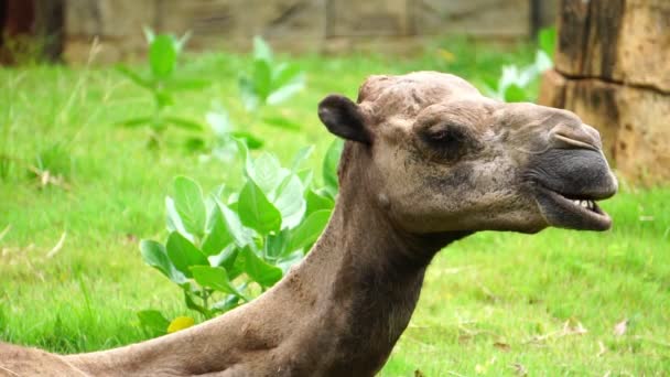 Filmagens Camelo Aviário Zoológico — Vídeo de Stock