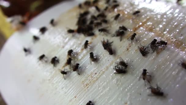 Νεκρές Μύγες Κολλημένες Κολλώδη Κορδέλα — Αρχείο Βίντεο