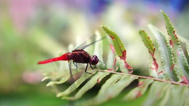 绿色叶子上的蜻蜓镜头 — 图库视频影像