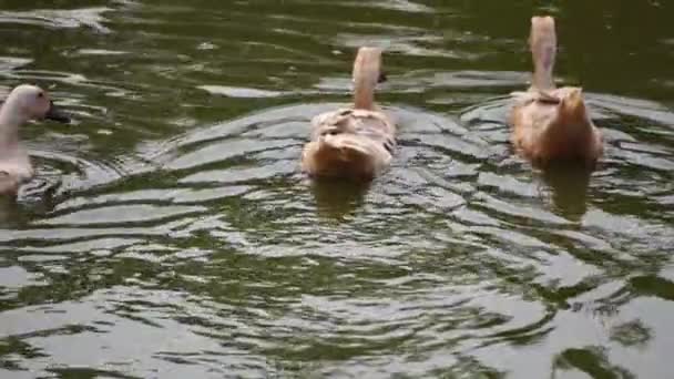 Kaczki Pływające Stawie Poszukiwaniu Pożywienia — Wideo stockowe